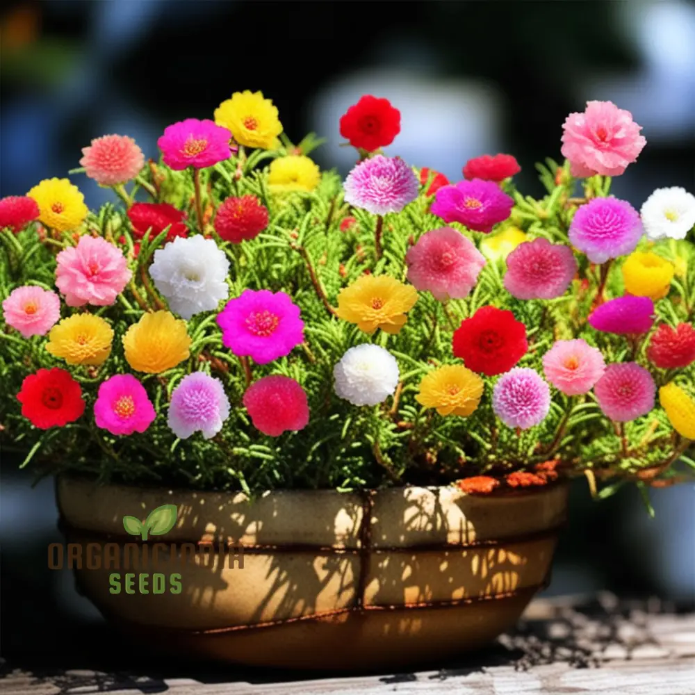 Moss Rose Portola Turquoise Seeds – Drought-Tolerant Ground Cover for Gardens - Image 3
