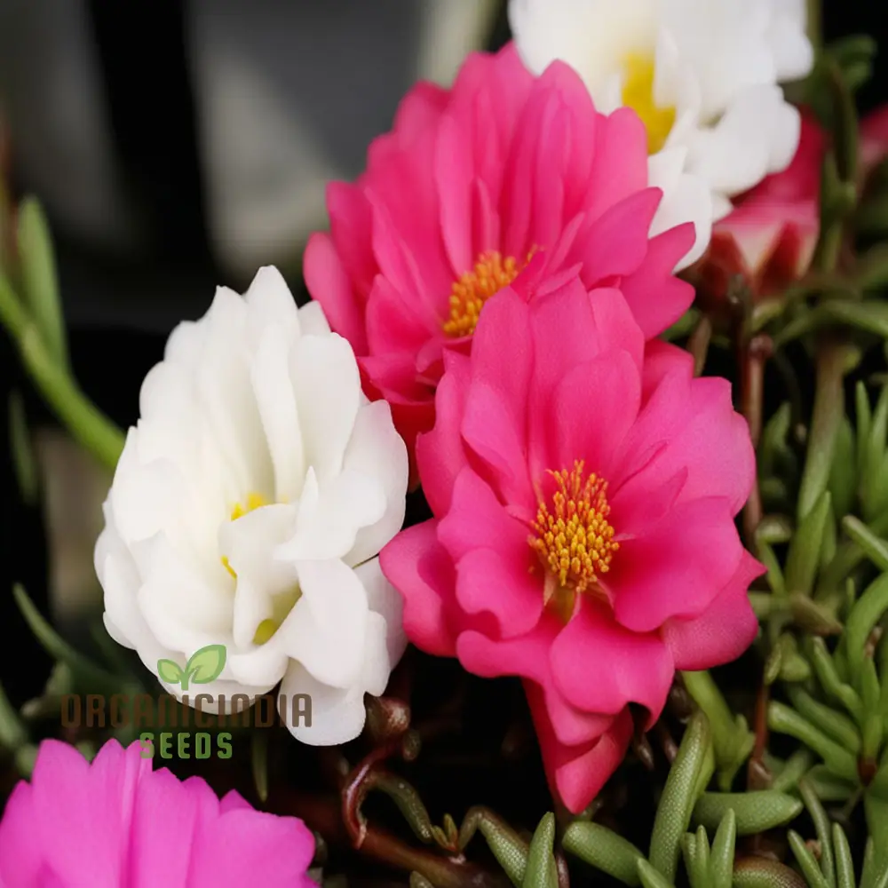 Moss Rose Portola Turquoise Seeds – Drought-Tolerant Ground Cover for Gardens - Image 4