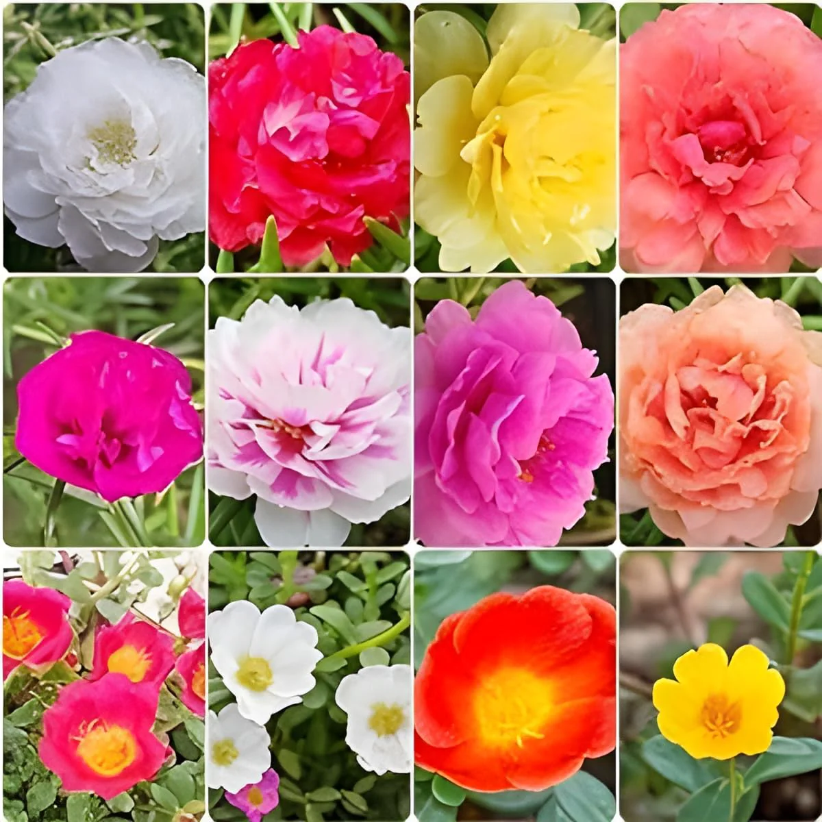 Moss Rose Portola Turquoise Seeds – Drought-Tolerant Ground Cover for Gardens - Image 5