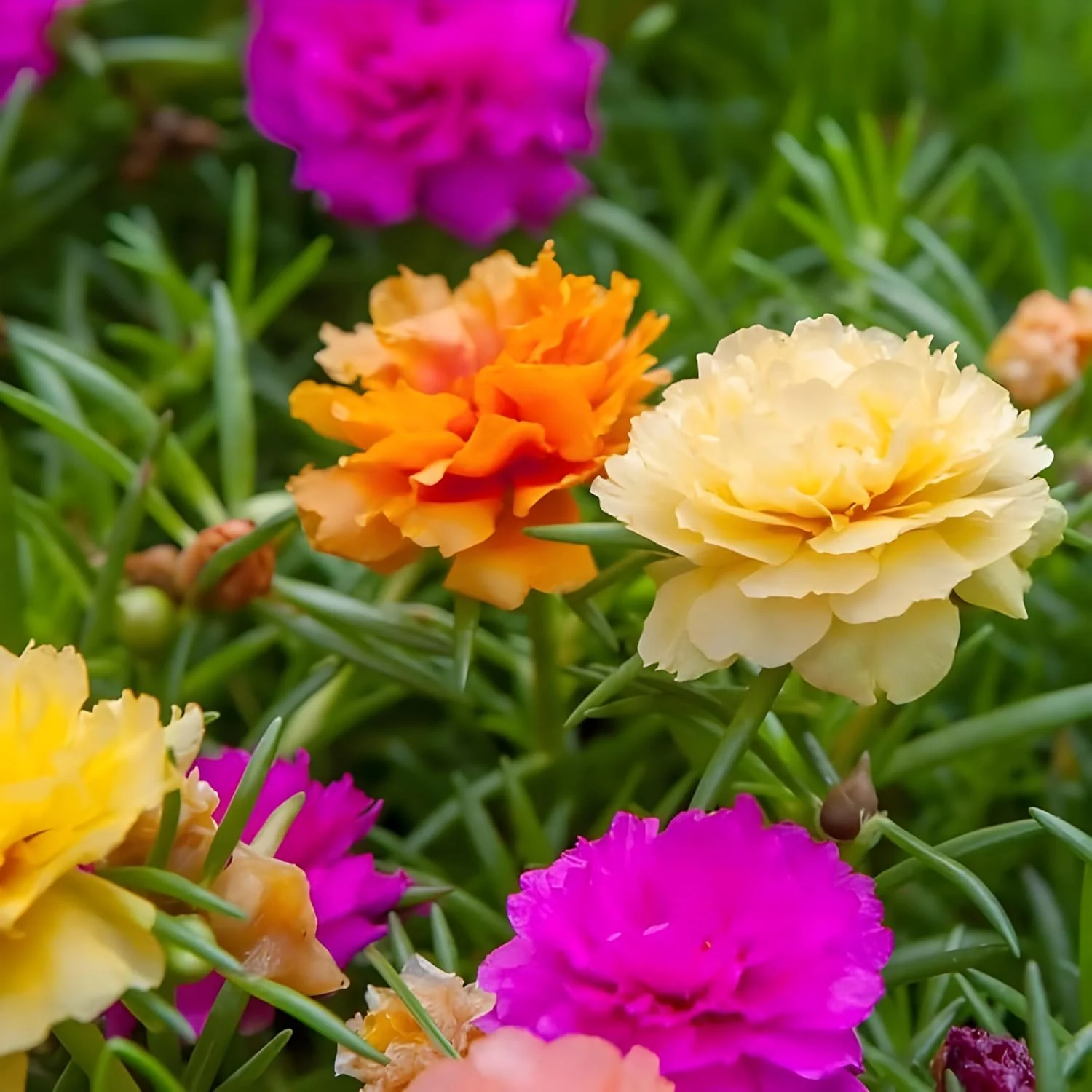 Moss Rose Portola Turquoise Seeds – Drought-Tolerant Ground Cover for Gardens - Image 6