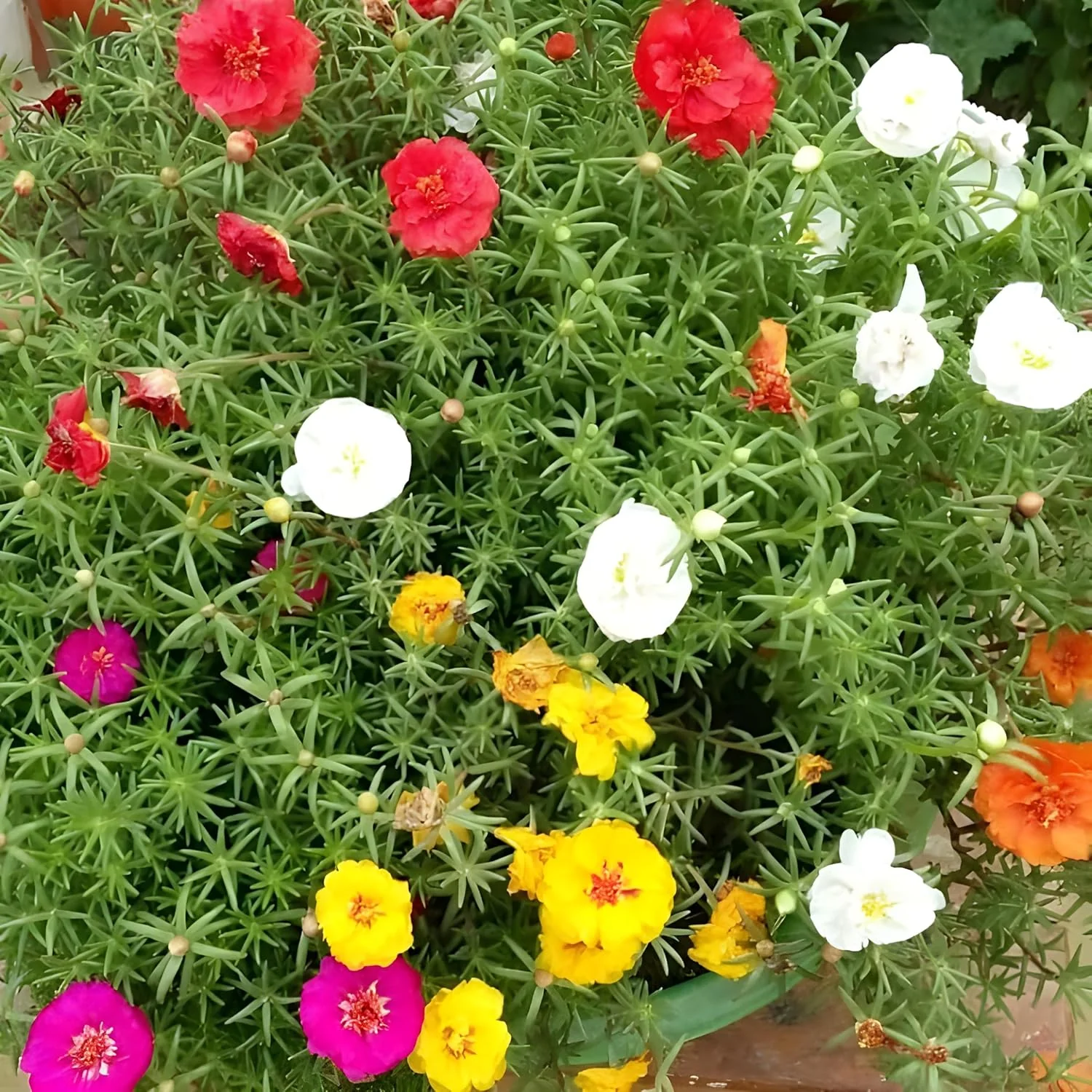 Moss Rose Portola Turquoise Seeds – Drought-Tolerant Ground Cover for Gardens - Image 7