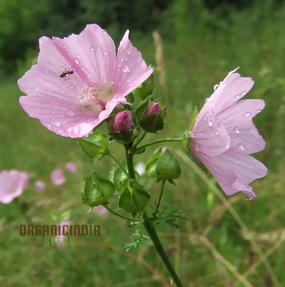 The Mallow Musk Flower Seeds For Planting: Premium Floral Fragrance for Blooming Beauties - A Gardener's Delight in Every Petal