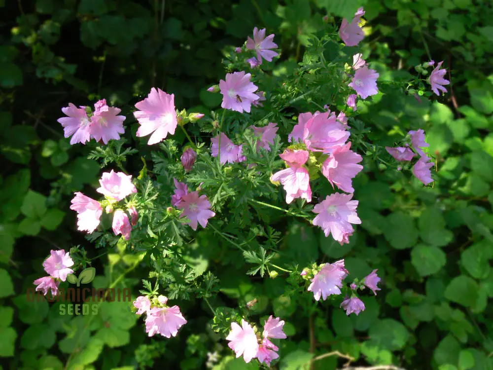 The Mallow Musk Flower Seeds For Planting: Premium Floral Fragrance for Blooming Beauties - A Gardener's Delight in Every Petal - Image 2