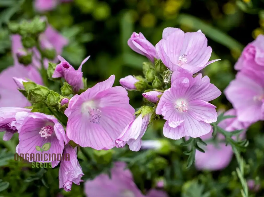 The Mallow Musk Flower Seeds For Planting: Premium Floral Fragrance for Blooming Beauties - A Gardener's Delight in Every Petal - Image 3