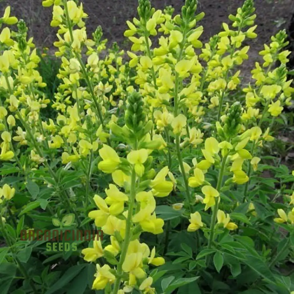 Thermopsis Lanceolata Flower Seeds for Planting - Premium Quality Seeds for Lush, Vibrant Blooms in Your Garden
