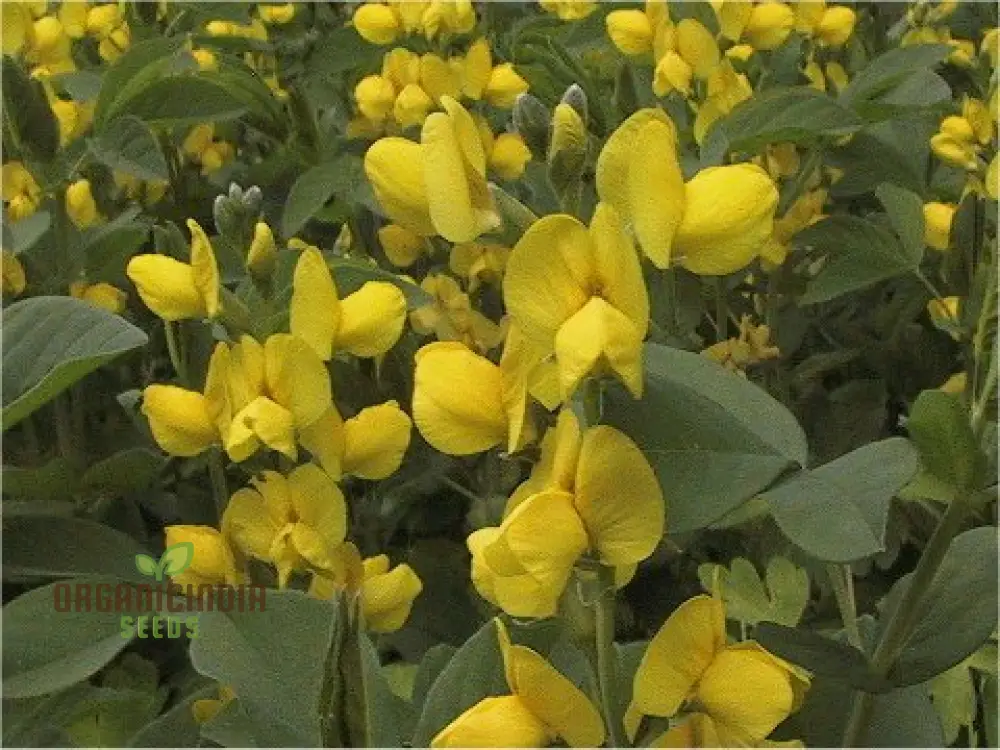 Thermopsis Lanceolata Flower Seeds for Planting - Premium Quality Seeds for Lush, Vibrant Blooms in Your Garden - Image 3