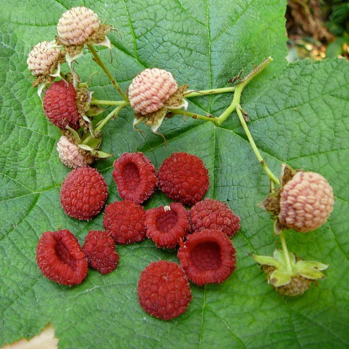 Thimbleberry Fruit Seeds