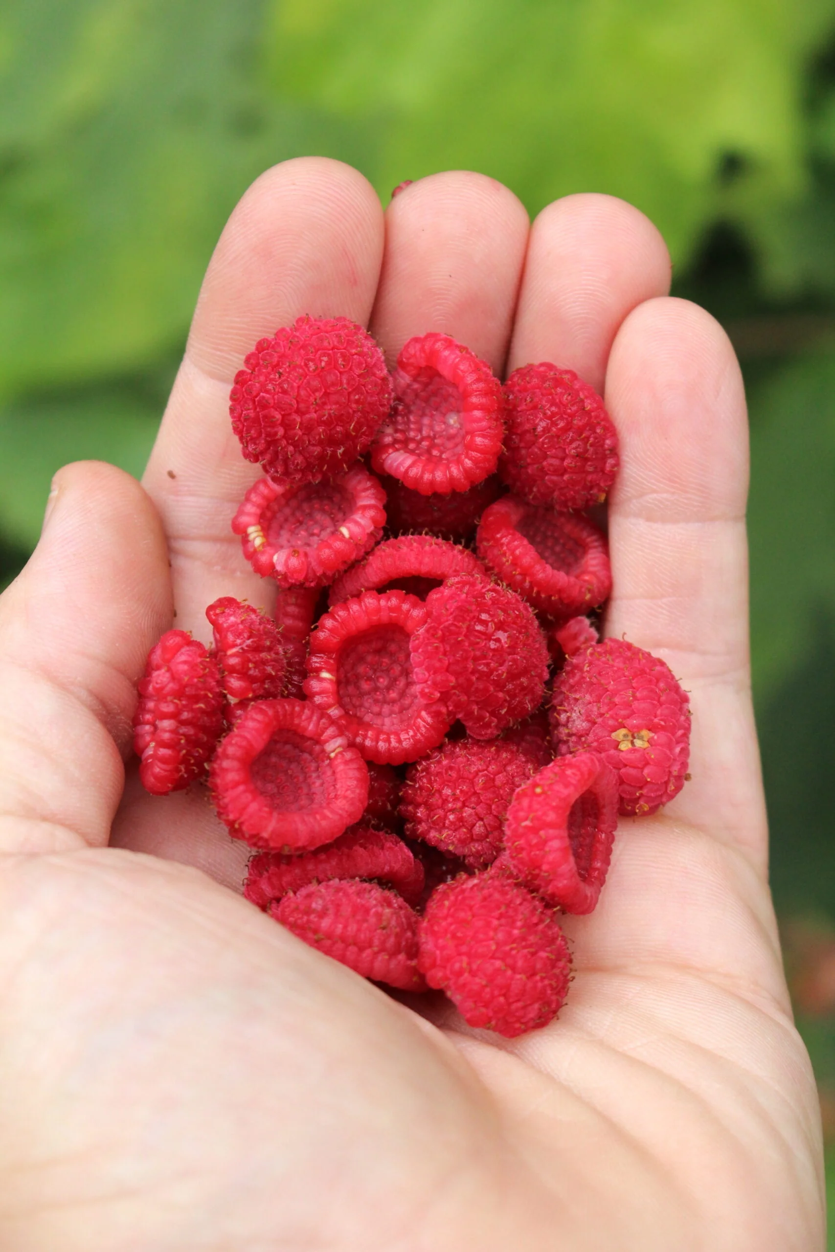 Thimbleberry Fruit Seeds - Image 3