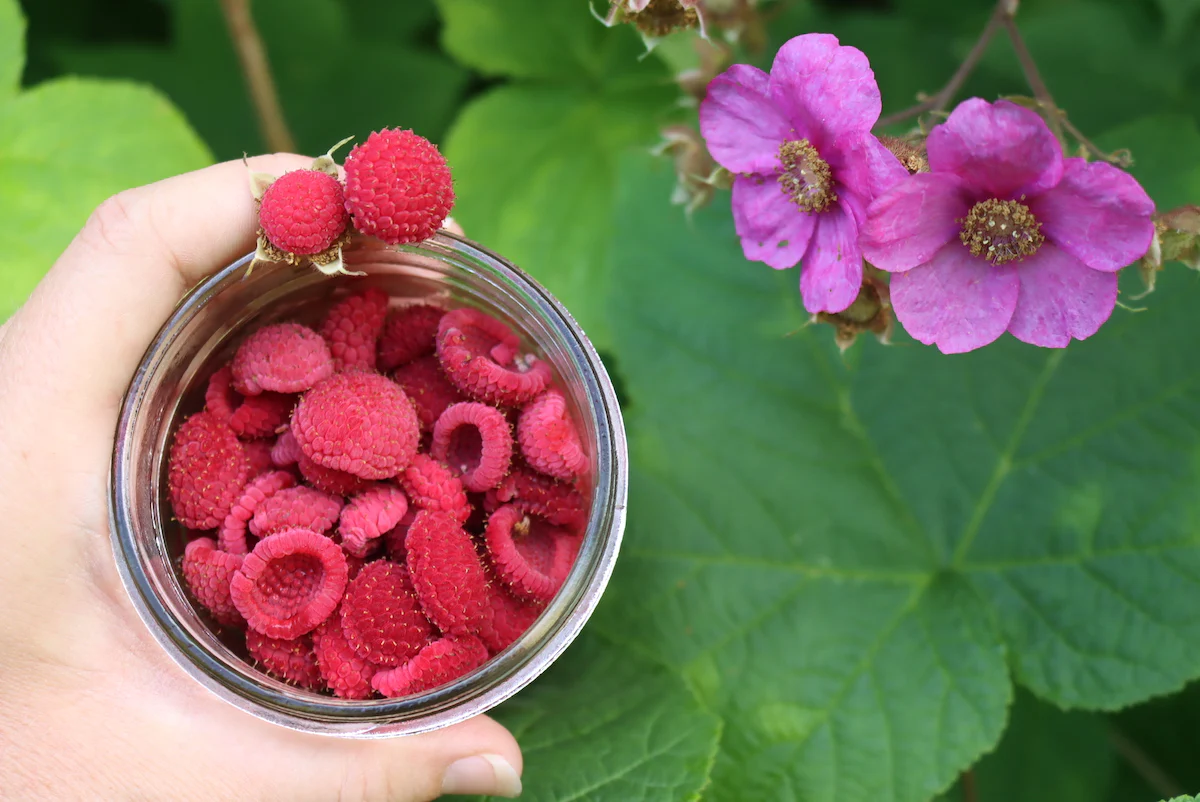 Thimbleberry Fruit Seeds - Image 4