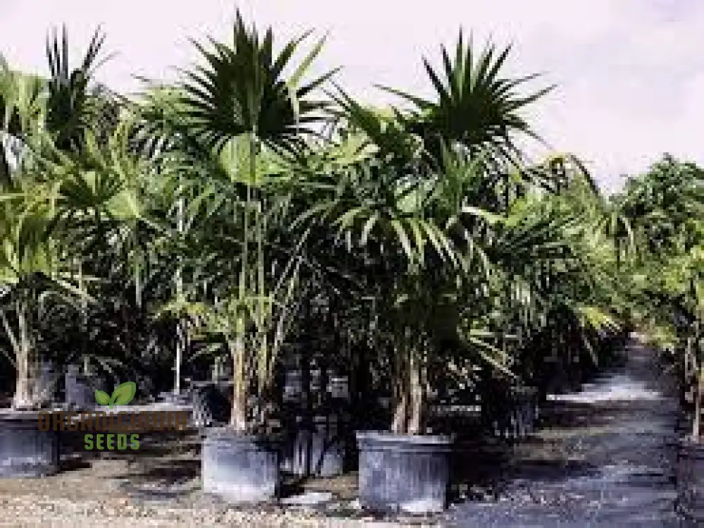 Thrinax Radiata Seeds for Exotic Gardening | Rare Palm Seeds for Tropical Garden Enthusiasts
