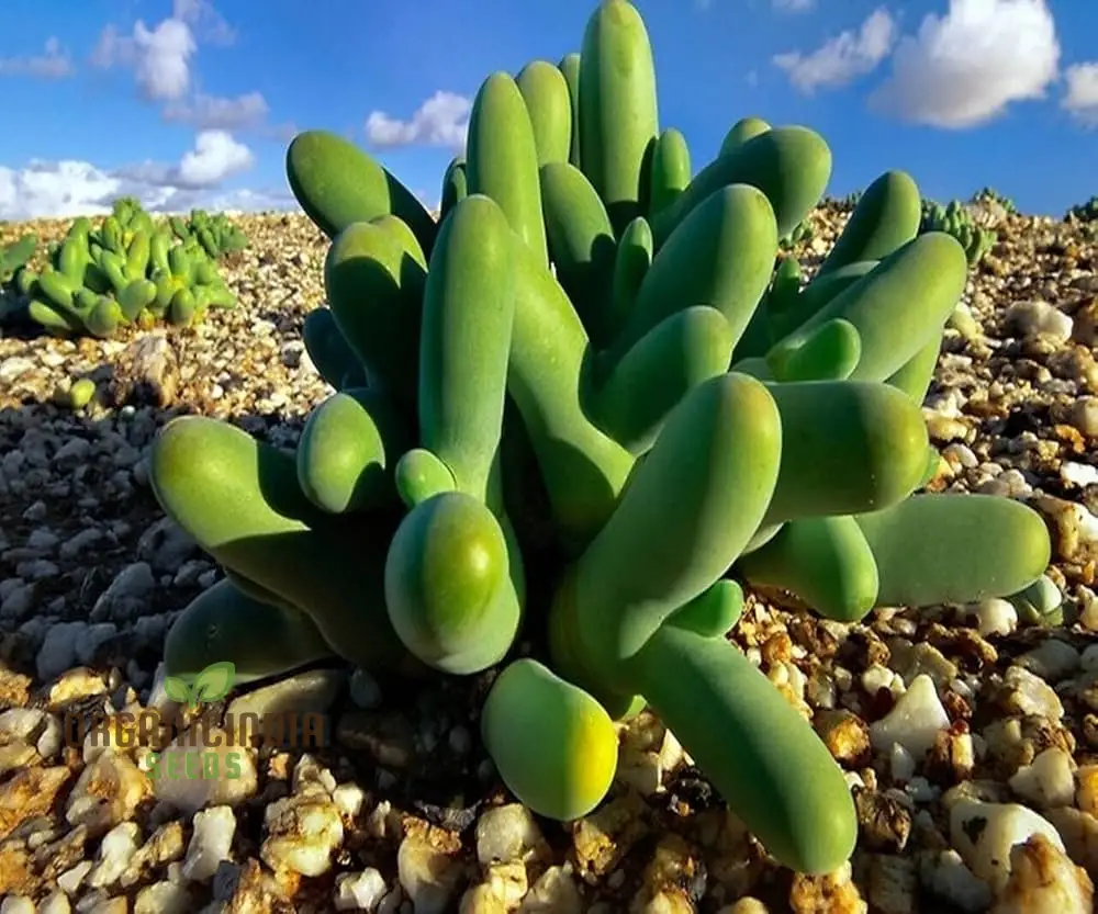 Thumb Succulent Planting Seeds, Growing Unique and Hardy Plants for Your Garden