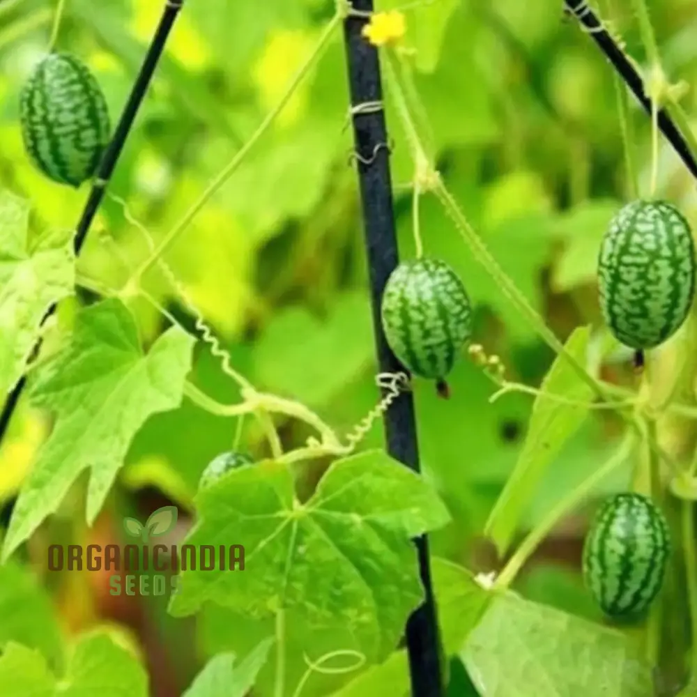 Thumb Watermelon Seeds - Grow Your Own Petite and Flavorful Watermelons - Image 3