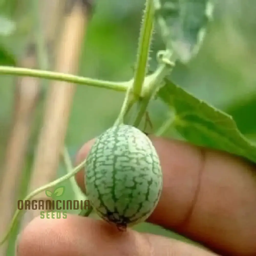 Thumb Watermelon Seeds - Grow Your Own Petite and Flavorful Watermelons - Image 4