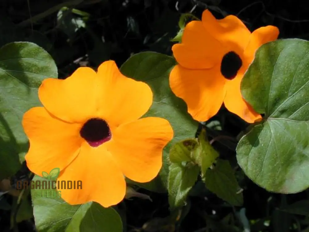 Thunbergia Seeds (Thunbergia Alata Flower Seeds) - Vibrant Climbing Blooms for Gardens
