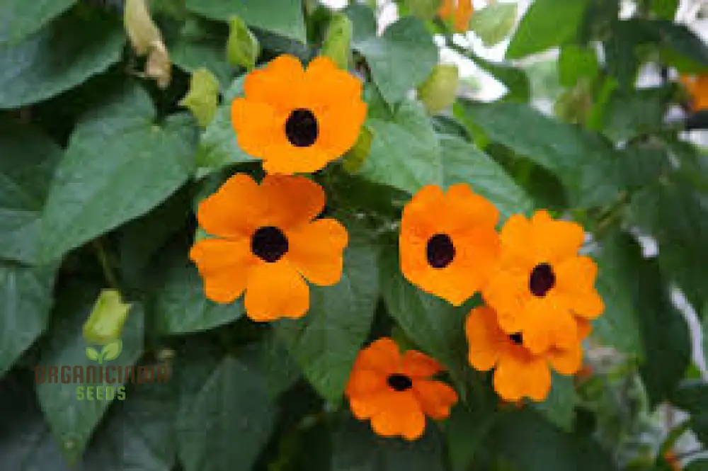 Thunbergia Seeds (Thunbergia Alata Flower Seeds) - Vibrant Climbing Blooms for Gardens - Image 3
