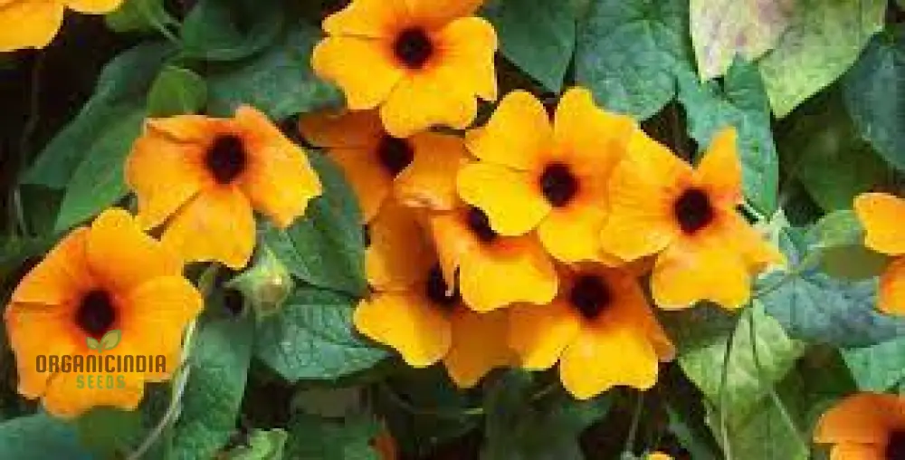 Thunbergia Seeds (Thunbergia Alata Flower Seeds) - Vibrant Climbing Blooms for Gardens - Image 4
