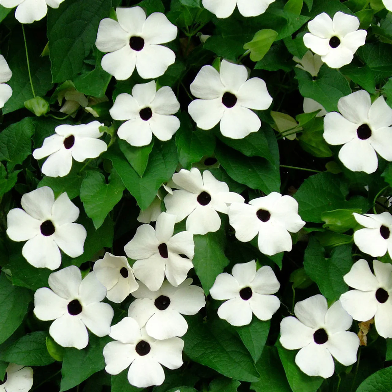 Thunbergia Flower Seeds for Planting - Grow Vibrant, Colorful Blooms in Your Garden