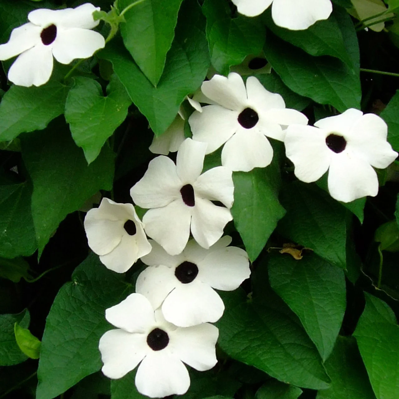 Thunbergia Flower Seeds for Planting - Grow Vibrant, Colorful Blooms in Your Garden - Image 3