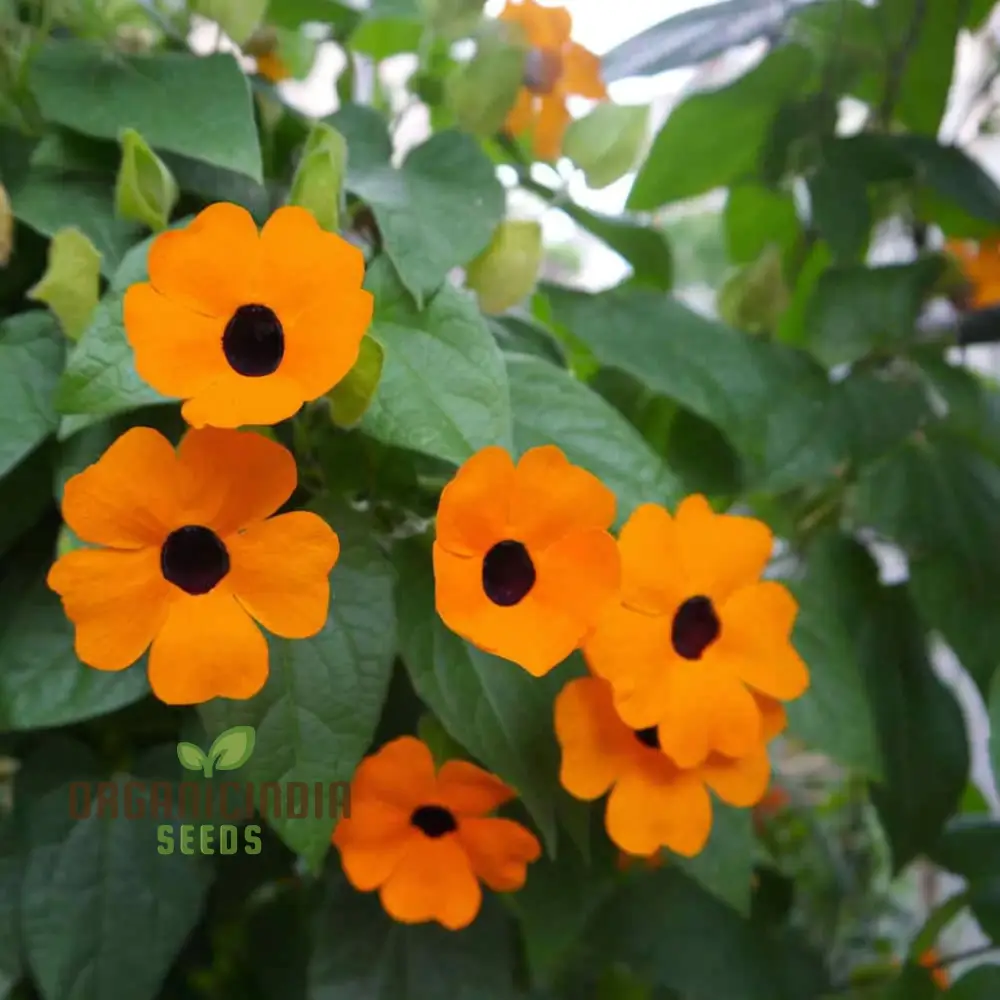 THUNBERGIA ORANGE BLACK EYE SEEDS , Elevate Your Gardening Experience with Unique Blooms and Stunning Colors!
