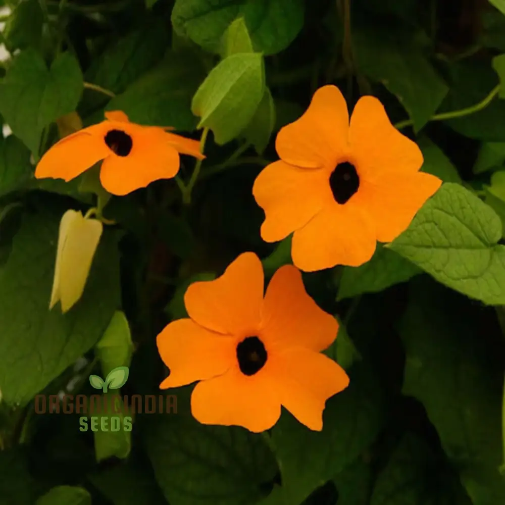THUNBERGIA ORANGE BLACK EYE SEEDS , Elevate Your Gardening Experience with Unique Blooms and Stunning Colors! - Image 3