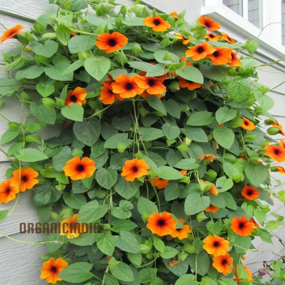 THUNBERGIA ORANGE BLACK EYE SEEDS , Elevate Your Gardening Experience with Unique Blooms and Stunning Colors! - Image 4