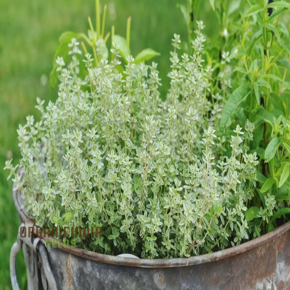 Thyme Seeds – Aromatic Culinary Herb for Versatile Kitchen & Garden Growing - Image 3