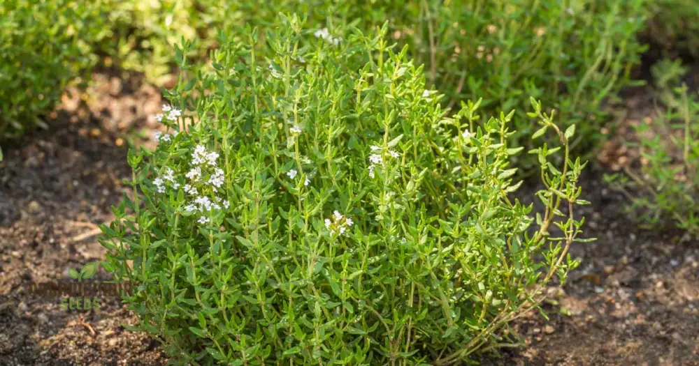 Thyme Seeds - Common Thyme for Planting in Your Garden - Image 3