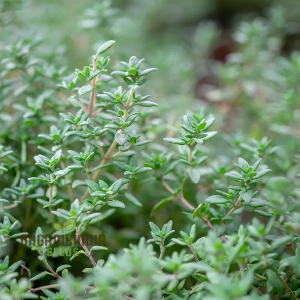 Thyme Seeds - Common Thyme for Planting in Your Garden - Image 4