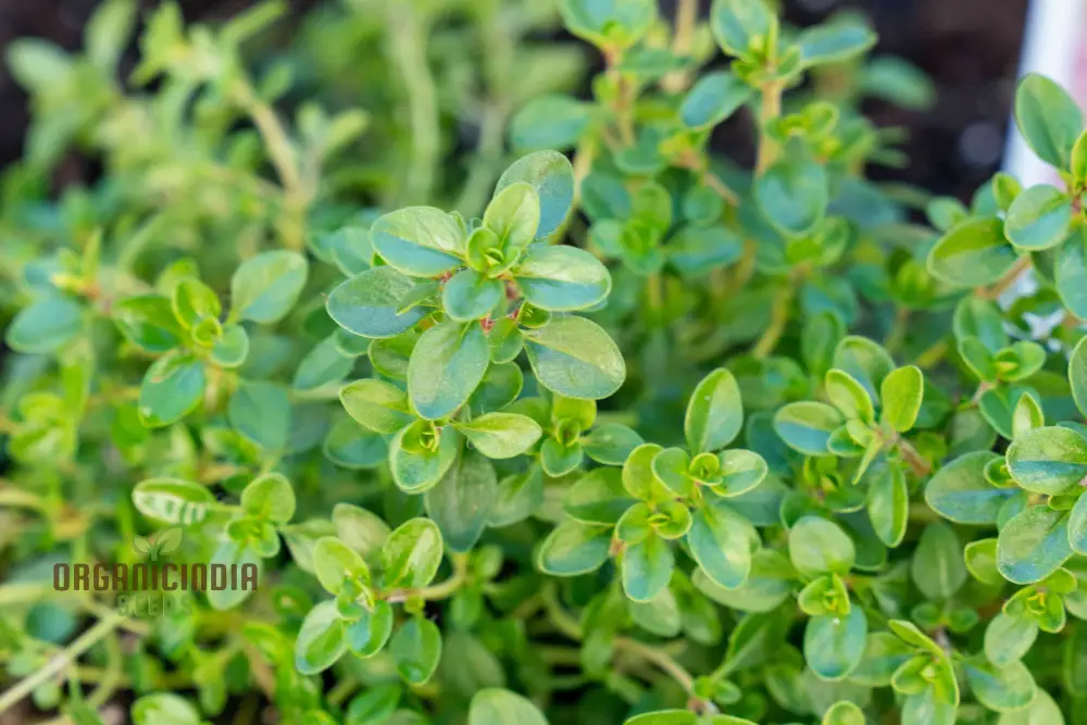 Thyme Herb Seeds – Non-GMO Aromatic Perennial for Garden & Kitchen Use