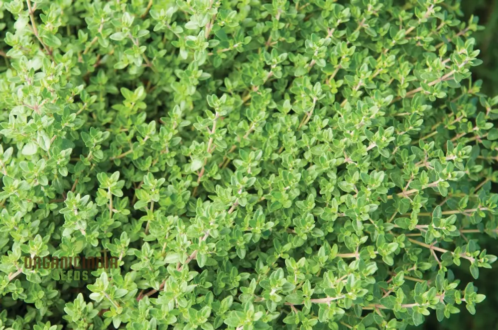 Thyme Herb Seeds – Non-GMO Aromatic Perennial for Garden & Kitchen Use - Image 3