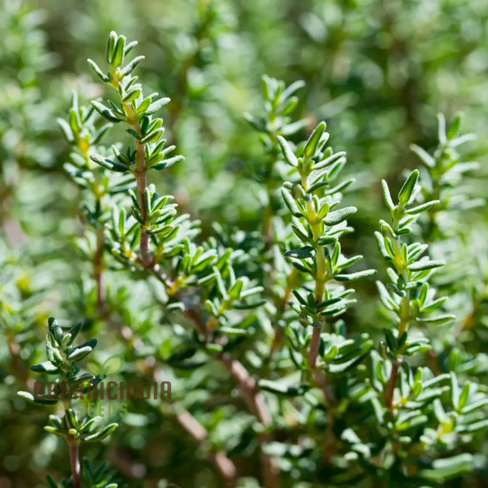 Thyme Herb Seeds – Non-GMO Aromatic Perennial for Garden & Kitchen Use - Image 4