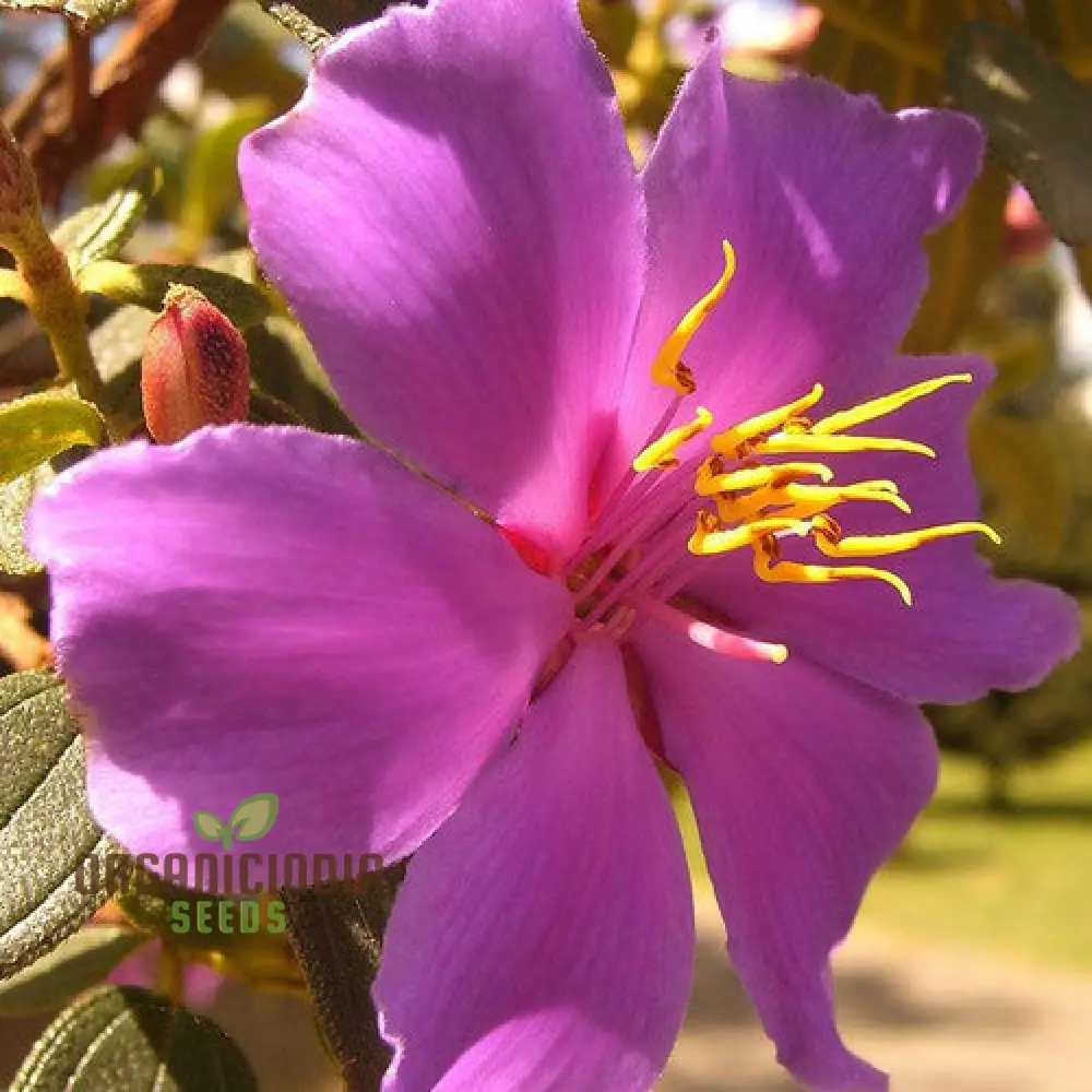 TIBOUCHINA FRATERNA Seeds - Exquisite Purple Flowering Seeds for Your Garden | Premium Gardening Seeds