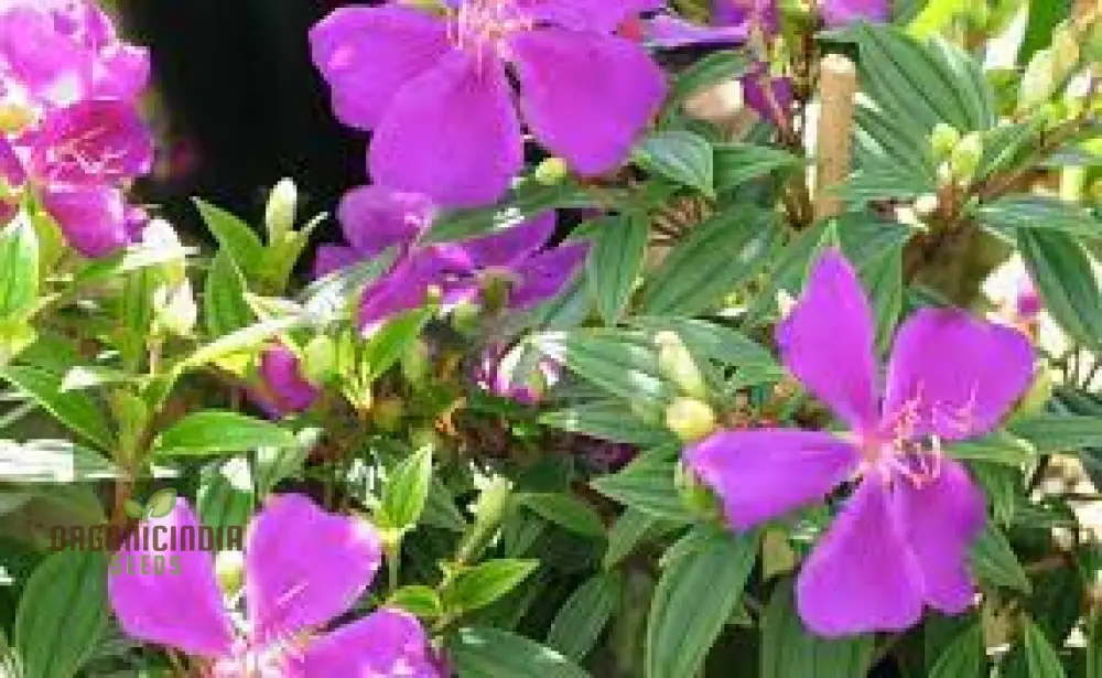 TIBOUCHINA FRATERNA Seeds - Exquisite Purple Flowering Seeds for Your Garden | Premium Gardening Seeds - Image 4