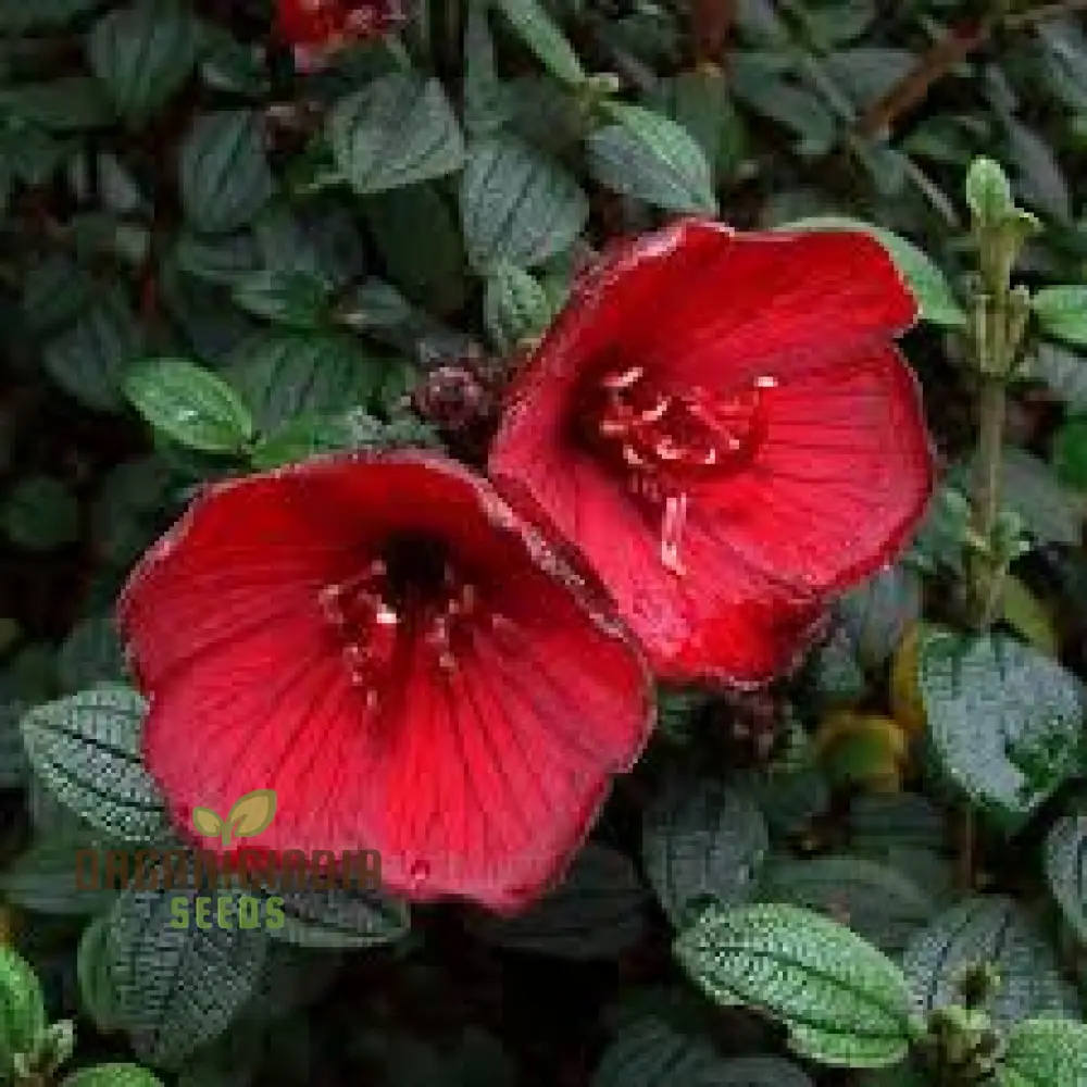 Tibouchina Grossa Seeds - Exotic Purple Princess Flower seeds for Planting| Buy Rare Brazilian Glorybush Seeds
