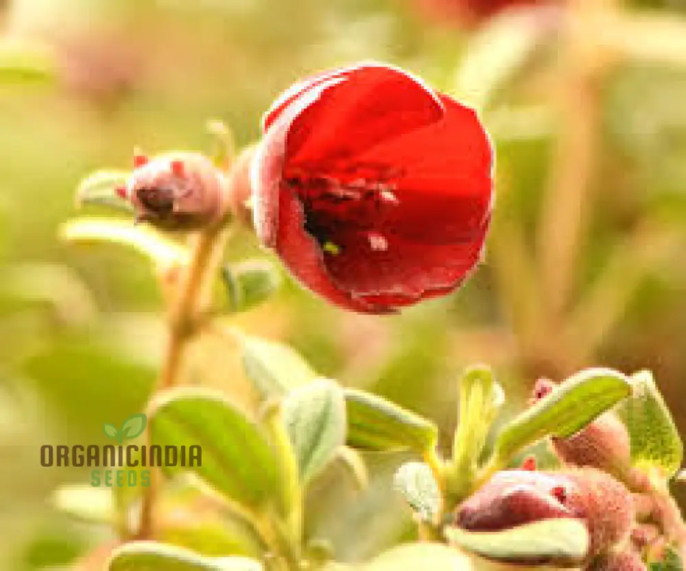 Tibouchina Grossa Seeds - Exotic Purple Princess Flower seeds for Planting| Buy Rare Brazilian Glorybush Seeds - Image 3