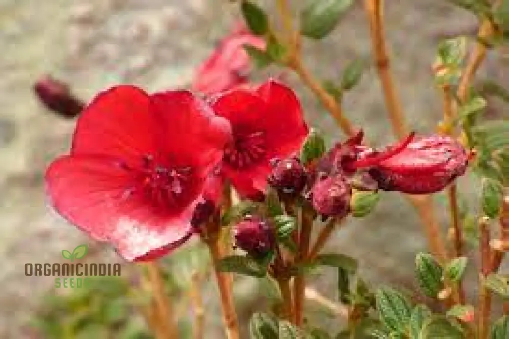 Tibouchina Grossa Seeds - Exotic Purple Princess Flower seeds for Planting| Buy Rare Brazilian Glorybush Seeds - Image 4