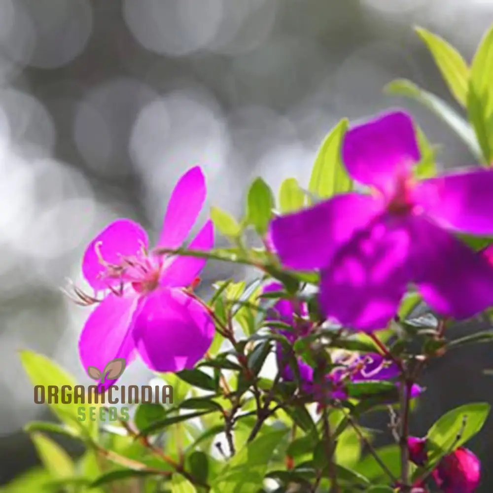 Tibouchina Seecandra Flower Seeds - Vibrant Purple Blooms for Lush Garden Beauty