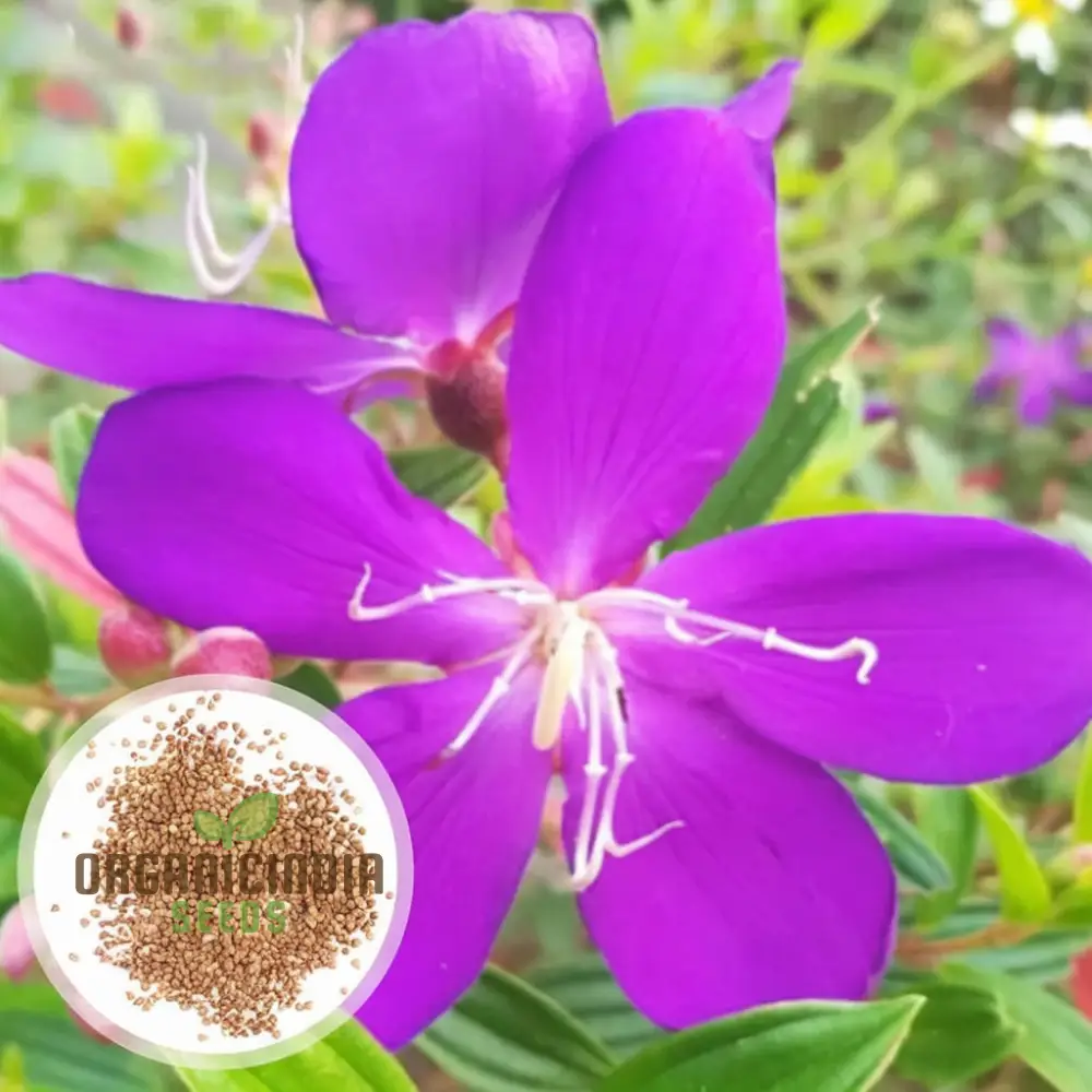 Tibouchina Seecandra Flower Seeds - Vibrant Purple Blooms for Lush Garden Beauty - Image 3