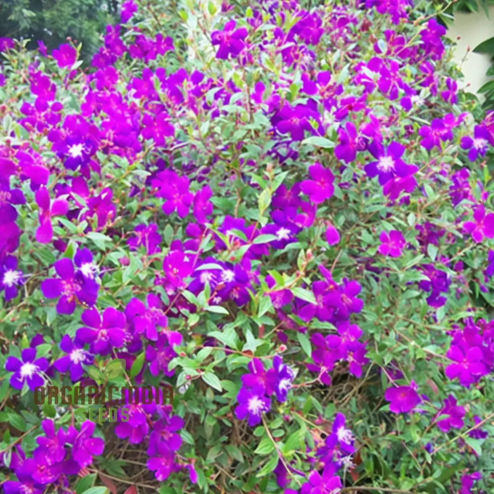 Tibouchina Seecandra Flower Seeds - Vibrant Purple Blooms for Lush Garden Beauty - Image 4