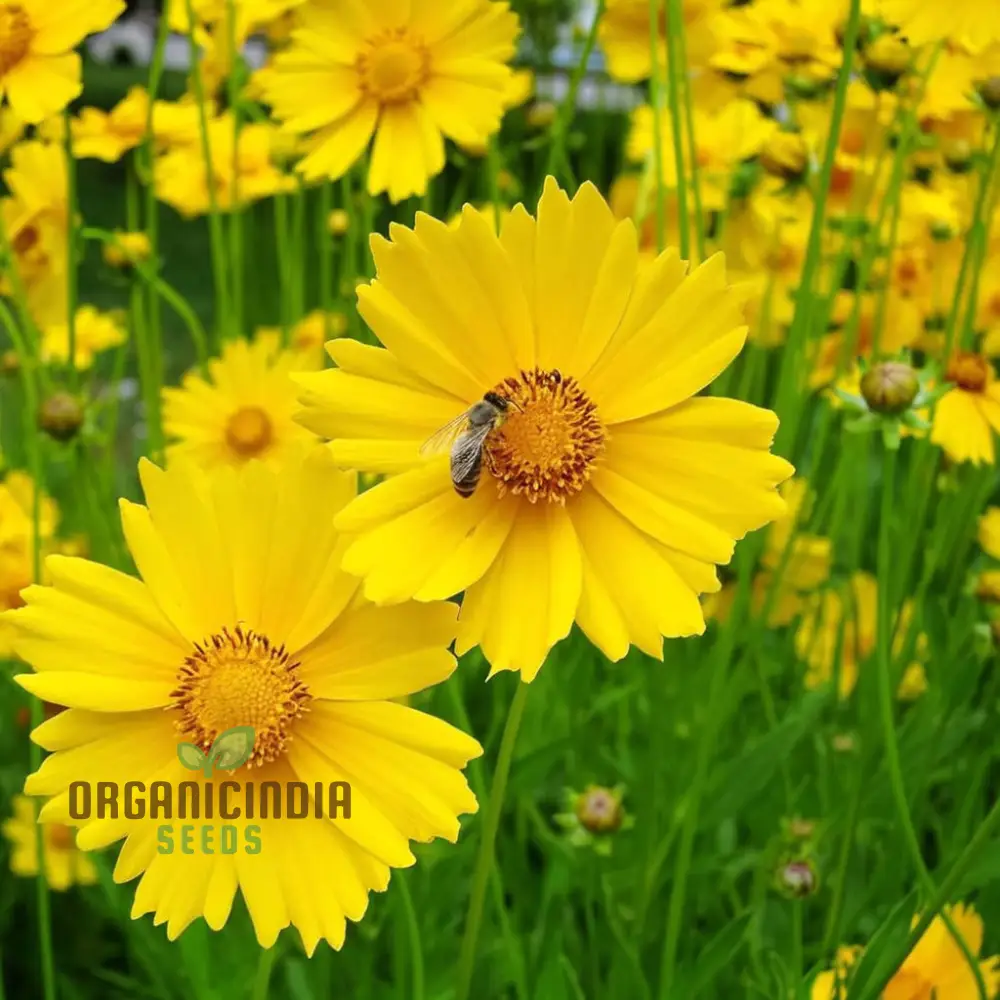 Tickseed Lance-Leaved Coreopsis - Heat & Drought Tolerant Wildflowers for Thriving Gardens | Resilient, Vibrant, and Low-Maintenance Perennials