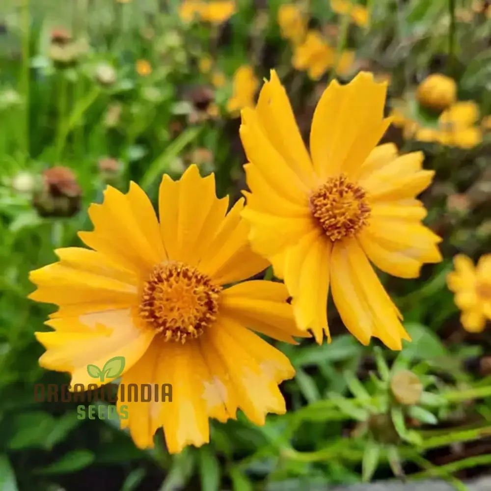 Tickseed Lance-Leaved Coreopsis - Heat & Drought Tolerant Wildflowers for Thriving Gardens | Resilient, Vibrant, and Low-Maintenance Perennials - Image 3