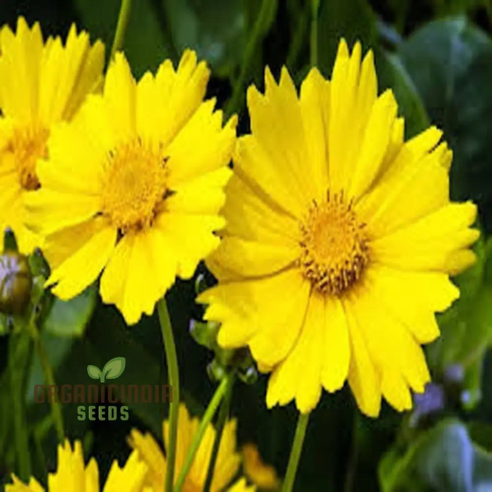 Tickseed Lance-Leaved Coreopsis - Heat & Drought Tolerant Wildflowers for Thriving Gardens | Resilient, Vibrant, and Low-Maintenance Perennials - Image 4
