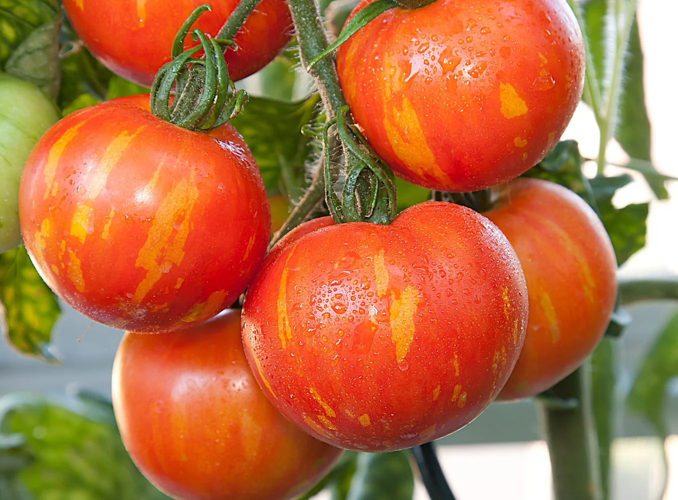 Tigerella Tomato Seeds – Heirloom Striped Variety - High-Yield & Sweet Flavor - Image 5