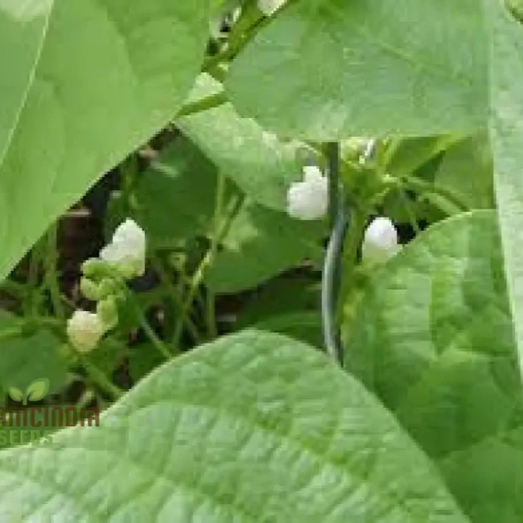 Tiger's Eye Bean Seeds For Planting: Rare Heirloom Gardening Delight with Stunning Visual Appeal - Image 3