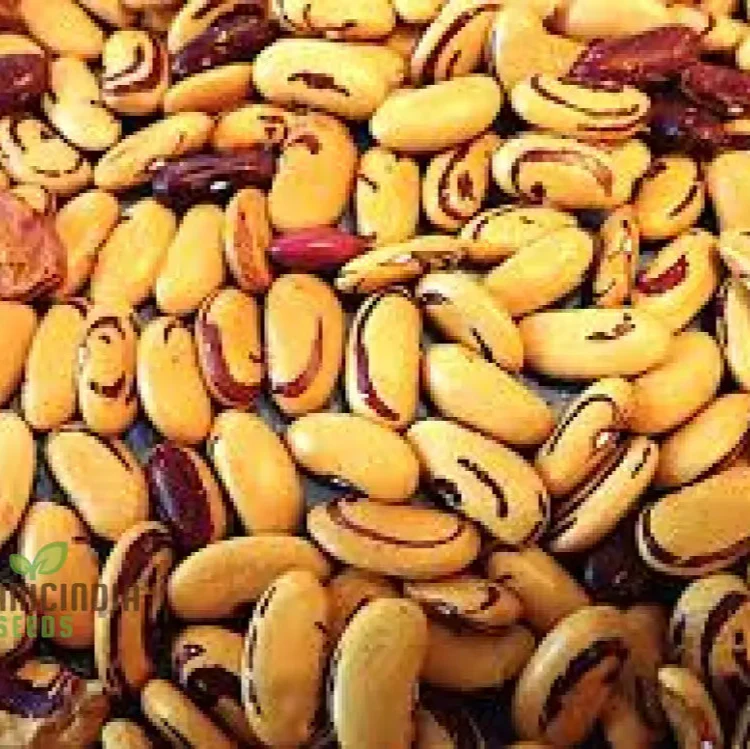 Tiger's Eye Bean Seeds For Planting: Rare Heirloom Gardening Delight with Stunning Visual Appeal - Image 4