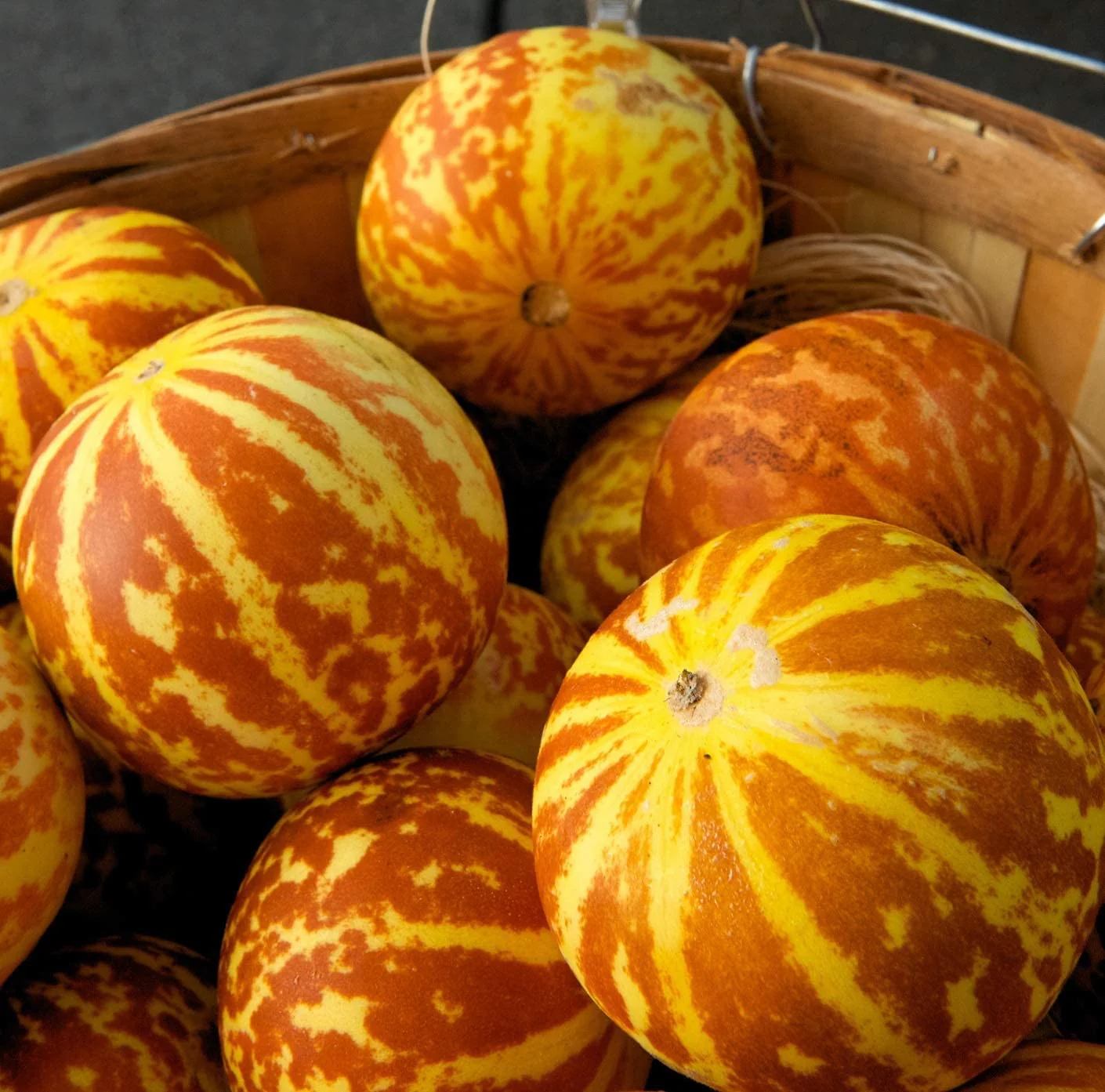 Tigger Tiger Melon Seeds