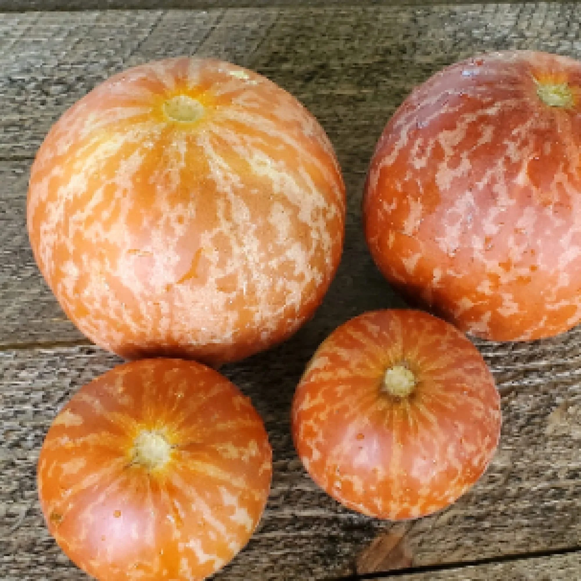 Tigger Tiger Melon Seeds - Image 3