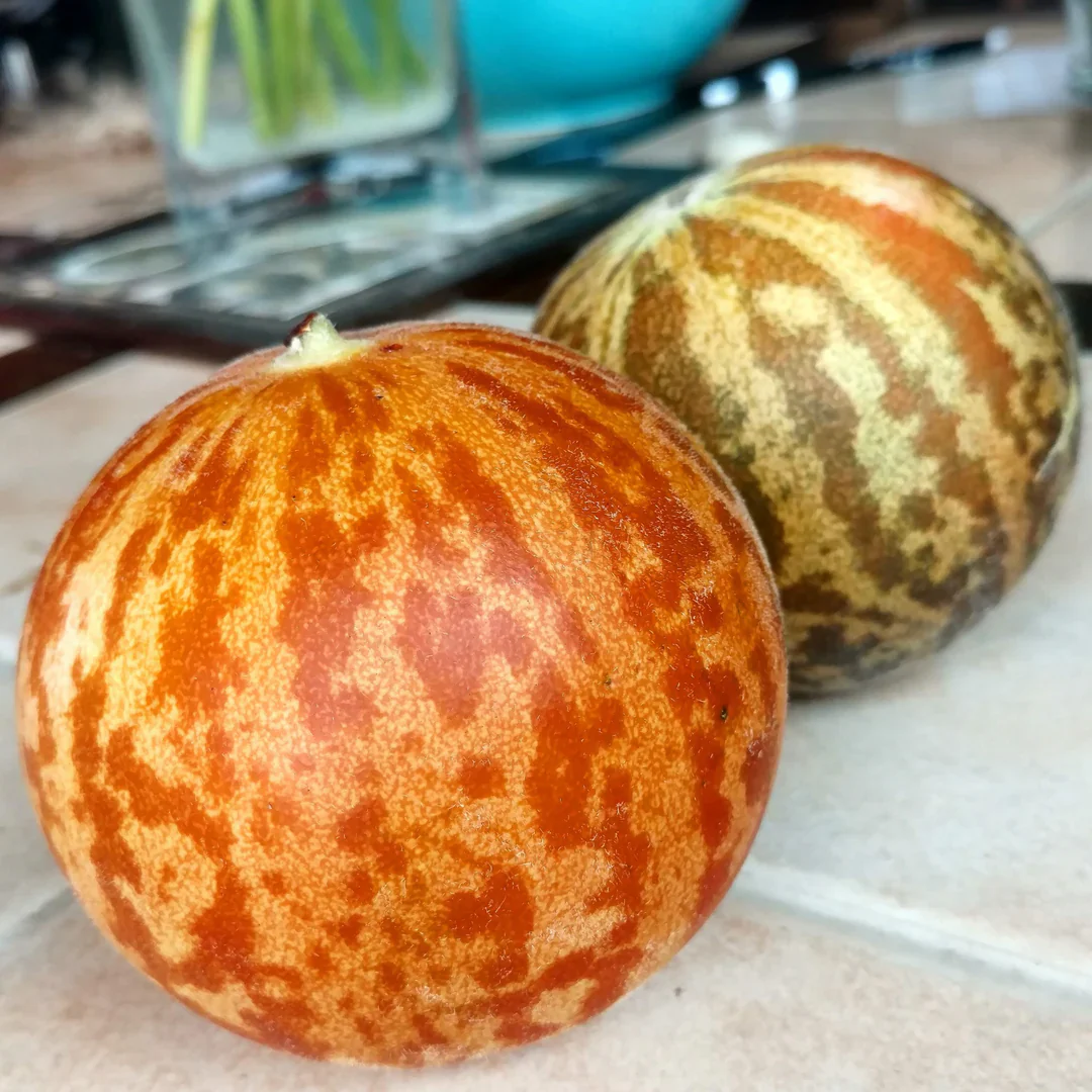 Tigger Tiger Melon Seeds - Image 4