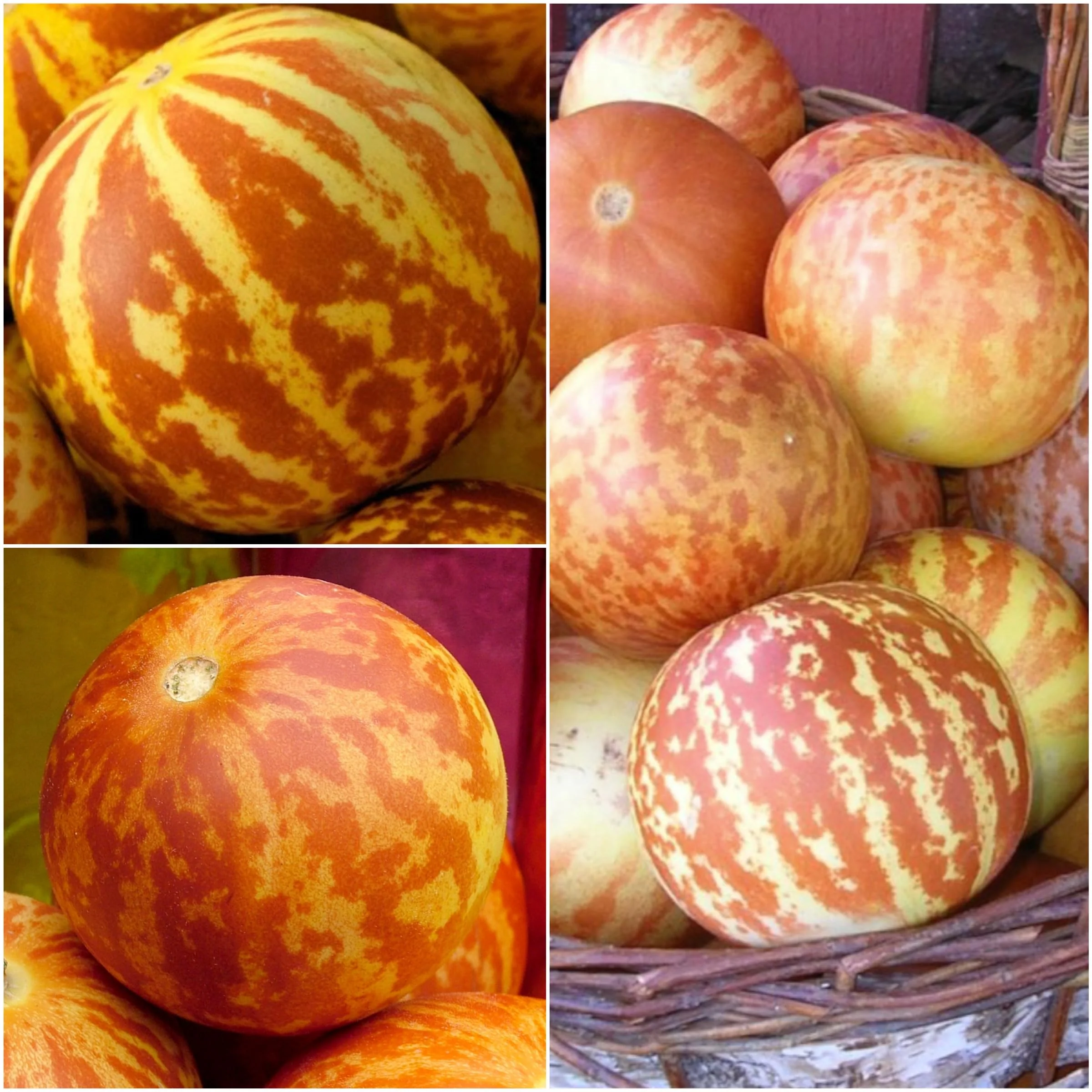 Tigger Tiger Melon Seeds - Image 5
