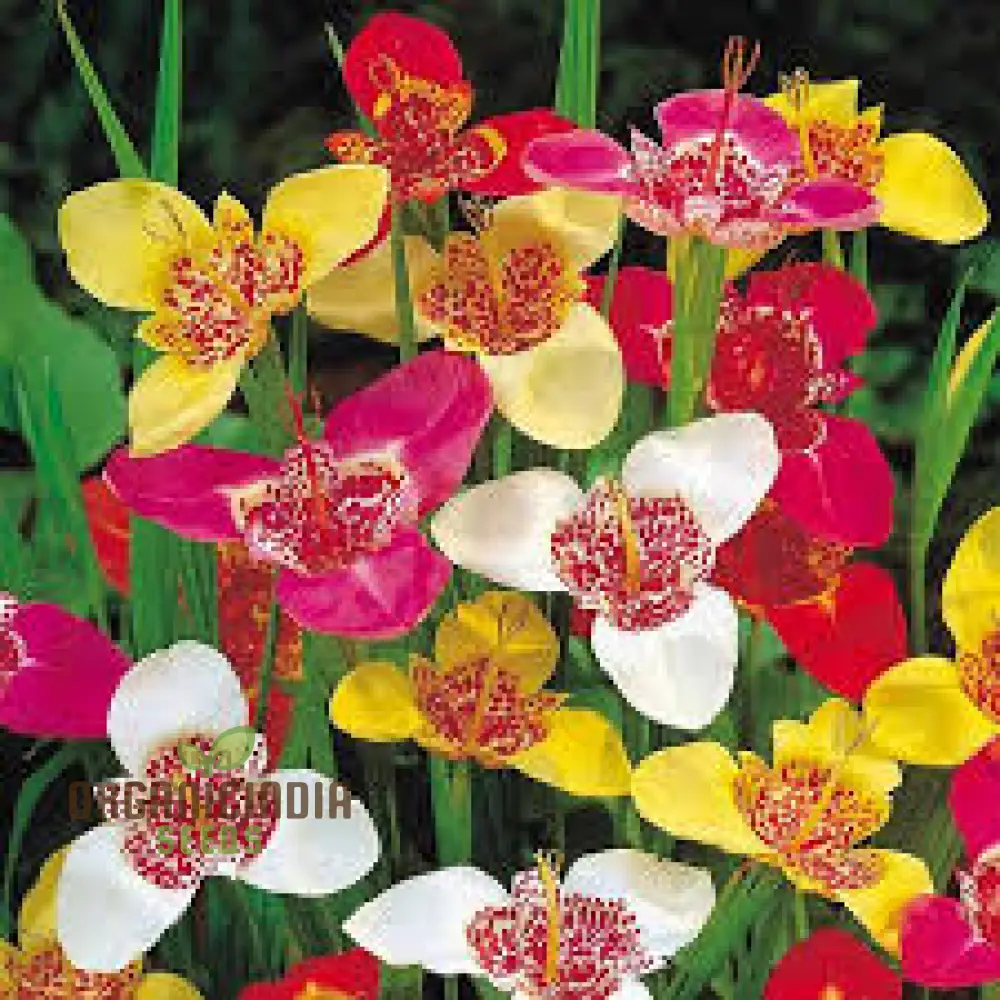 Tigridia Pavonia Mixed Colours Seeds - Exotic Gardening Seeds for Vibrant Summer Blooms
